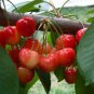 Heirloom Red Middle Sweet Cherry Fruits - 6 Seeds