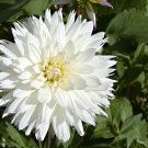 Flowers Beautiful Seven Color Dahlia of Flowers Perennial - 100 Seeds