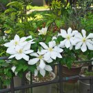Clematis Potted Clematis Garden Flowers - 50 Seeds Clematis Potted Clematis Garden Flowers - 50 Seeds