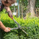 Evergreen Ornamental Boxwood Shrub Green Tree - 200 Seeds Evergreen Ornamental Boxwood Shrub Green Tree - 200 Seeds