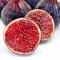 Ficus Carica Seeds 'Panache' Tiger Stripe Fig Black Red Fig Tree Organic - 6 See