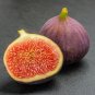 Ficus Carica Seeds 'Panache' Tiger Stripe Fig Black Red Fig Tree Organic - 6 See
