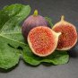 Ficus Carica Seeds 'Panache' Tiger Stripe Fig Black Red Fig Tree Organic - 6 See