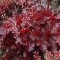 Heuchera 'Coral Bell' - 200 Seeds
