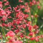 Heuchera 'Coral Bell' - 200 Seeds