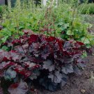 Heuchera micrantha - 100 Seeds Heuchera micrantha - 100 Seeds