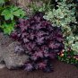Heuchera micrantha - 100 Seeds