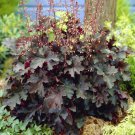Heuchera - 100 Seeds Heuchera - 100 Seeds