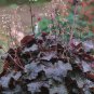 Heuchera - 100 Seeds