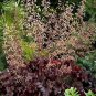 Heuchera - 100 Seeds