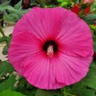 Hibiscus Moscheutos Flower - 25 Seeds Hibiscus Moscheutos Flower - 25 Seeds