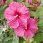 Hibiscus Moscheutos Flower - 25 Seeds