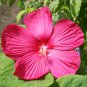 Hibiscus Moscheutos Flower - 25 Seeds