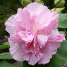 Hibiscus mutabilis Seeds Light Pink Double Flowers - 20 Seeds