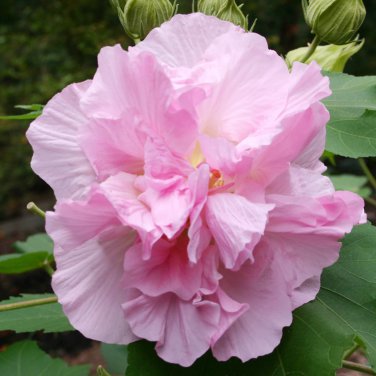 Hibiscus mutabilis Seeds Light Pink Double Flowers - 20 Seeds