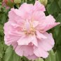 Hibiscus mutabilis Seeds Light Pink Double Flowers - 20 Seeds