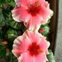 Hibiscus ROSA-SINENSIS Flower Seeds Dark Flowers with White Damask Edge - 200 Se