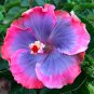 Hibiscus Plants Seeds Sky Blue Purple Big Flowers with Light Pink Edge - 200 See