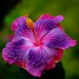 Hibiscus Plants Seeds Sky Blue Purple Big Flowers with Light Pink Edge - 200 See