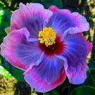 Hibiscus White to Purple to Dark Purple Big Flowers - 100 Seeds Hibiscus White to Purple to Dark Purple Big Flowers - 100 Seeds