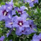 Hibiscus syriacus Althaea Rose Mallow Ketmie Hardy Shrub - 100 Seeds