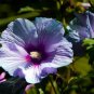 Hibiscus syriacus Althaea Rose Mallow Ketmie Hardy Shrub - 100 Seeds