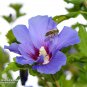 Hibiscus syriacus Althaea Rose Mallow Ketmie Hardy Shrub - 100 Seeds