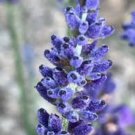 Hidcote Blue Provence Lavender - 20 Seeds