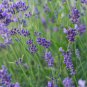Hidcote Blue Provence Lavender - 20 Seeds