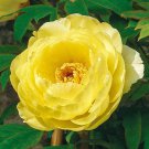 High Noon Yellow Tree Peony Flower - 5 Seeds High Noon Yellow Tree Peony Flower - 5 Seeds