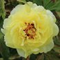 High Noon Yellow Tree Peony Flower - 5 Seeds