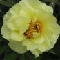 High Noon Yellow Tree Peony Flower - 5 Seeds