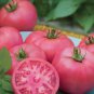 High Yield Tomato Big Pink Red Hybrid - 10 Seeds