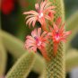 Hildewintera Aureispina Cactus - 100 Seeds