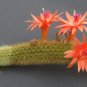 Hildewintera Aureispina Cactus - 100 Seeds