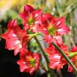 Hippeastrum Bulbs Seeed Amaryllis Barbados Lily - 100 Seeds