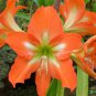 Hippeastrum Bulbs Seeed Amaryllis Barbados Lily - 100 Seeds