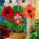 Hippeastrum Bulbs Seeds Bonsai Amaryllis Barbados Lily DIY Home Garden - 100 See Hippeastrum Bulbs Seeds Bonsai Amaryllis Barbados Lily DIY Home Garden - 100 See