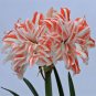 Hippeastrum Bulbs Seeds Bonsai Amaryllis Barbados Lily DIY Home Garden - 100 See