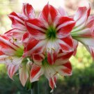 Hippeastrum  Bonsai Amaryllis Barbados Lily - 100 Seeds