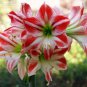 Hippeastrum  Bonsai Amaryllis Barbados Lily - 100 Seeds