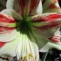 Hippeastrum Bonsai Amaryllis Barbados Lily - 100 Seeds