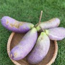 Holboellia latifolia Wall - 20 Seeds