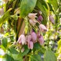 Holboellia latifolia Wall - 20 Seeds