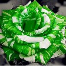Holland Candy Stripe Rose Seeds Bonsai Lover Gift Green White - 50 Seeds