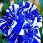 Holland Candy Stripe Rose Seeds Bonsai Lover Gift Green White - 50 Seeds