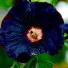 Hollyhock Flowers Dark Blue White - 40 Seeds Hollyhock Flowers Dark Blue White - 40 Seeds