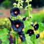 Hollyhock Flowers Dark Blue White - 40 Seeds