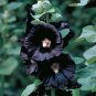 Hollyhock Flowers Dark Blue White - 40 Seeds