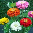 Home Garden Decoration Plant - 100 Seeds Home Garden Decoration Plant - 100 Seeds